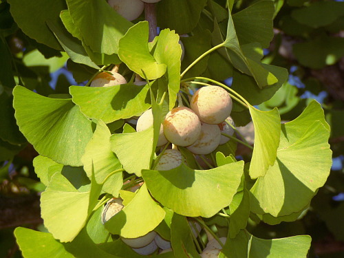 What are some interesting ginkgo tree facts?